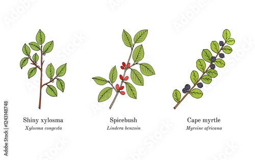 Collection of edible and medicinal plants. Hand drawn botanical vector illustration