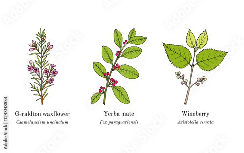 Collection of edible and medicinal plants. Hand drawn botanical vector illustration