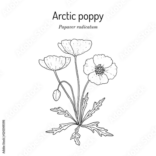 Arctic poppy (Papaver radicatum), medicinal plant. Hand drawn botanical vector illustration
