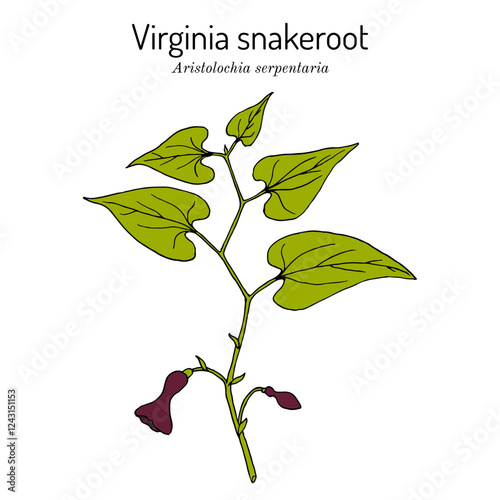 Virginia Snakeroot (Aristolochia serpentaria), medicinal plant. Hand drawn vector illustration