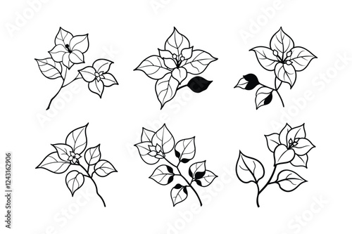 Bougainvillea (Bougainvillea spp.) line art vector illustration