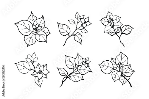 Bougainvillea (Bougainvillea spp.) line art vector illustration