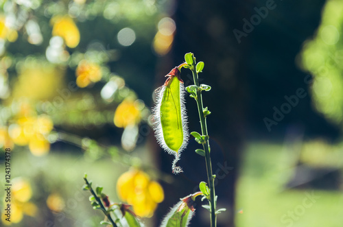 Cytisus scoparius photo