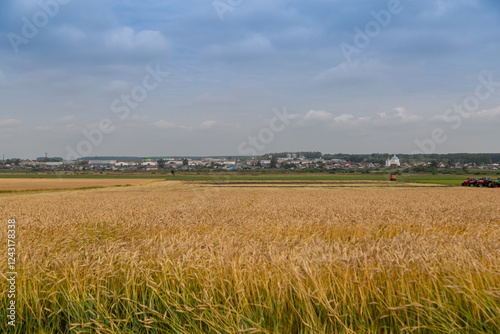 Gold wheat field. Growth nature harvest. Agriculture farm. photo