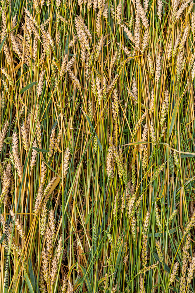 Golden ripe ears of wheat on the field Golden ripe ears of wheat on the field