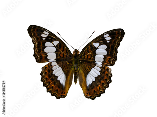 Canvas Print butterfly limenitis procris isolated on white background