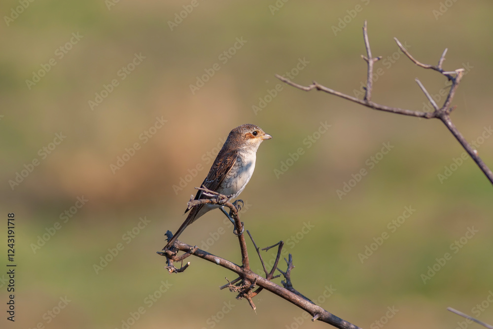 bird looking around in woodland, Red-backed Shrike, Lanius collurio