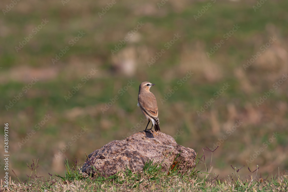 little bird watching around on the stone, Northern Wheatear, Oenanthe oenanthe