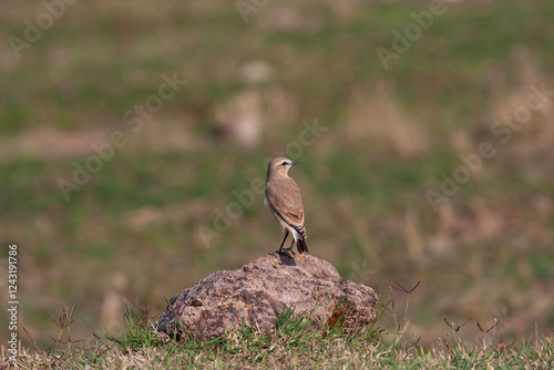 Obraz na płótnie little bird watching around on the stone, Northern Wheatear, Oenanthe oenanthe w salonie