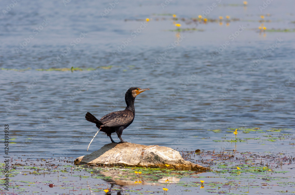 bird watching around on the stone, Great Cormorant, Phalacrocorax carbo