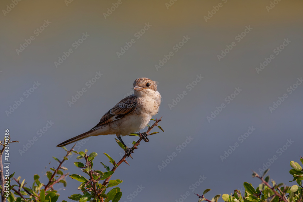 bird looking around in woodland, Red-backed Shrike, Lanius collurio