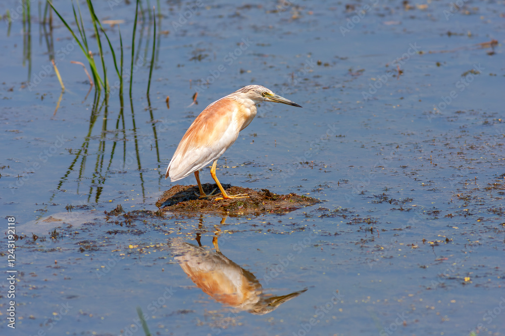 big water bird on grass, Squacco Heron, Ardeola ralloides