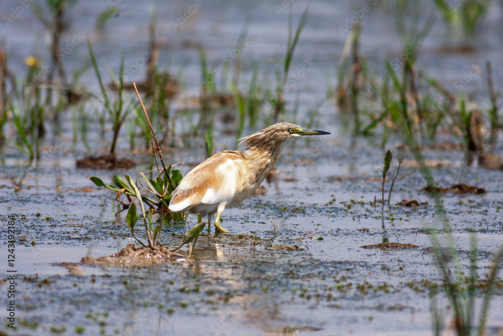 big water bird on grass, Squacco Heron, Ardeola ralloides