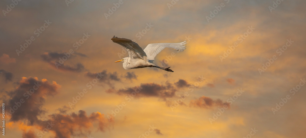 big water bird flying, Great Egret, Ardea alba