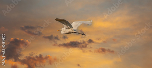 Obraz na płótnie big water bird flying, Great Egret, Ardea alba w salonie