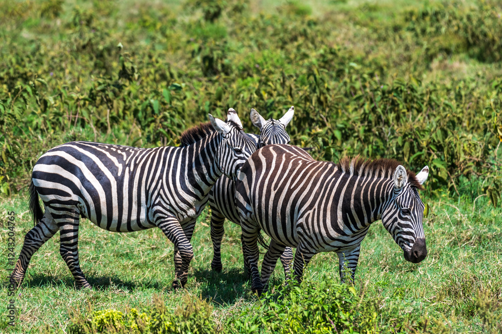 A herd of Plains zebra -Equus quagga- grazing in Lake Nakamuru national park in Kenya