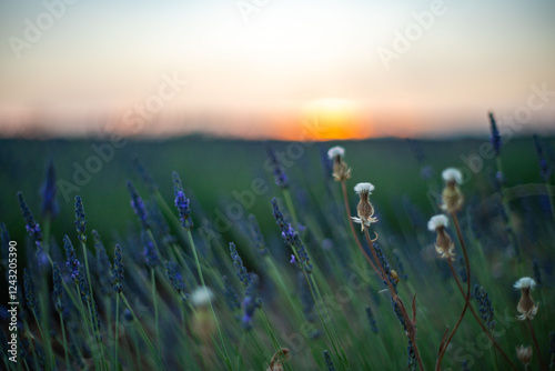 Foto Breathtaking Lavender Fields at Sunset in Spain