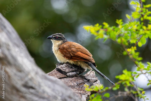 Grace in Motion: A Burchell's Coucal Amidst the Wilderness photo