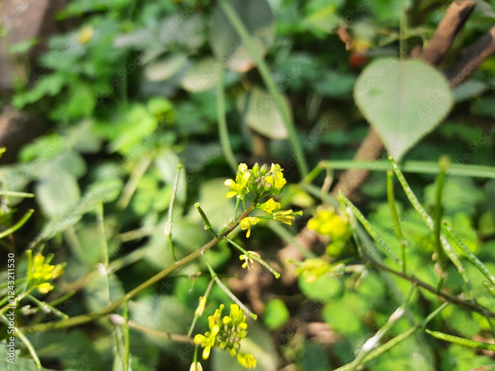 Rorippa palustris flower. Its other names marsh yellow cress, bog yellow cress and common yellow cress. This is a species of flowering plant in the family Brassicaceae. This is a kind of weed. Rorippa palustris flower. Its other names marsh yellow cress, bog yellow cress and common yellow cress. This is a species of flowering plant in the family Brassicaceae. This is a kind of weed.