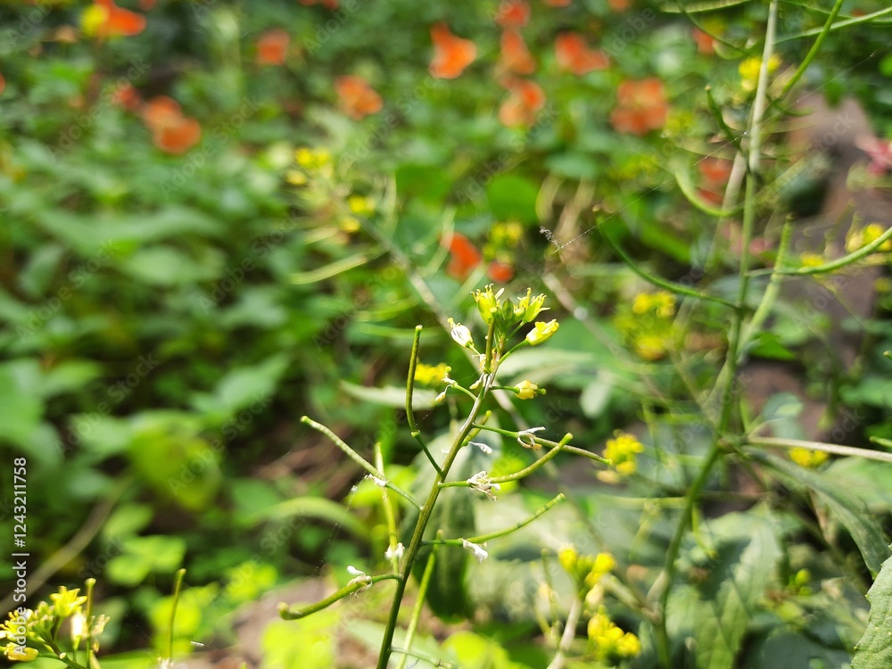 Rorippa palustris flower. Its other names marsh yellow cress, bog yellow cress and common yellow cress. This is a species of flowering plant in the family Brassicaceae. This is a kind of weed. Rorippa palustris flower. Its other names marsh yellow cress, bog yellow cress and common yellow cress. This is a species of flowering plant in the family Brassicaceae. This is a kind of weed.