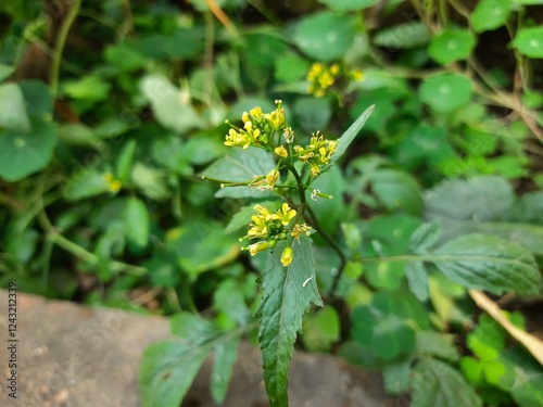 Rorippa palustris flower. Its other names marsh yellow cress, bog yellow cress and  common yellow cress. This is a species of flowering plant in the family Brassicaceae. This is a kind of weed. photo