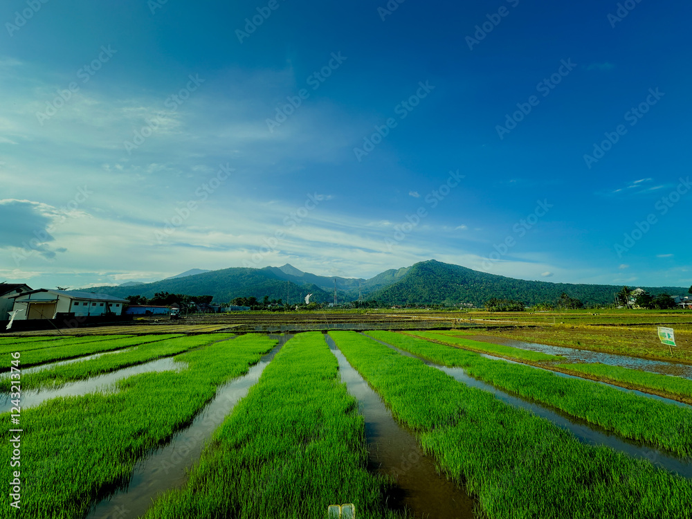 Fototapeta premium landscape with green grass and blue sky