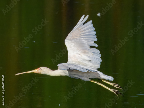 Yellow-billed Spoonbill (Platalea flavipes) in Australia photo