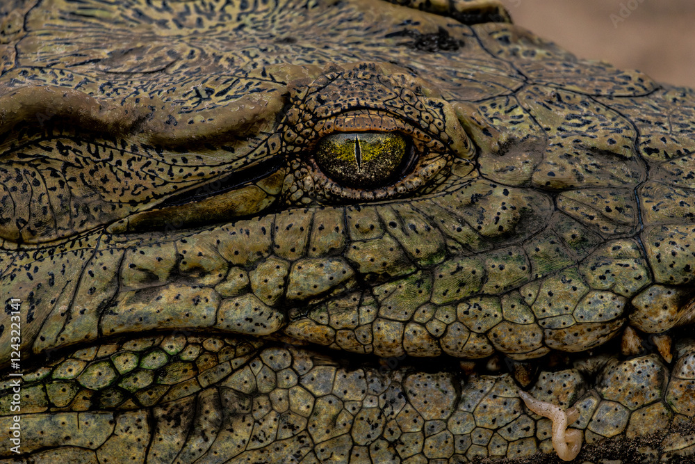 Fototapeta premium close up of a crocodile