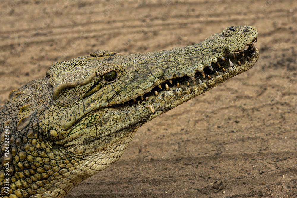 Naklejka premium close up of a crocodile