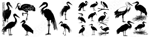 Silhouettes of various birds in different poses against a plain background showcasing their features and movements