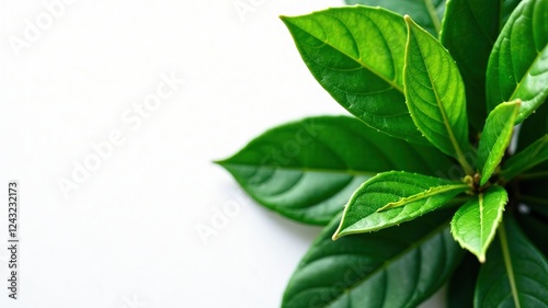 Fresh Coffee Leaves Top View - Bright Green