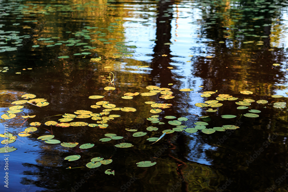 Green water lilies on the water in yellow light, lake, summer, water. Green water lilies on the water in yellow light, lake, summer, water.