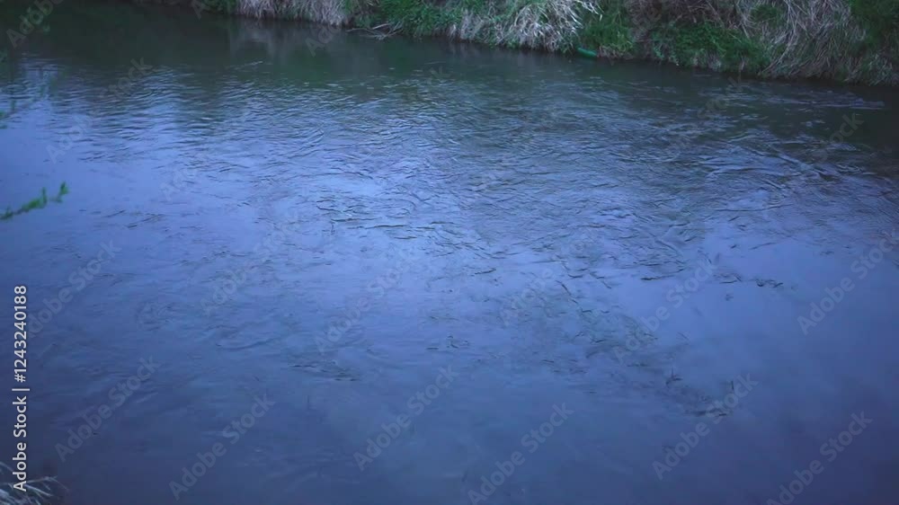 Trout swimming and jumping in a calm river during early morning light in a serene natural setting Trout swimming and jumping in a calm river during early morning light in a serene natural setting