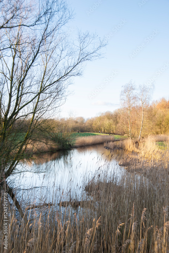 Trees without leaves by the water in the field on sunny morning. Trees without leaves by the water in the field on sunny morning.