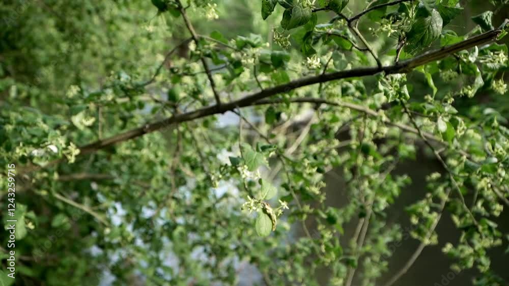 Discovering the serene beauty of green leaves along the riverbank on a sunny day in nature Discovering the serene beauty of green leaves along the riverbank on a sunny day in nature
