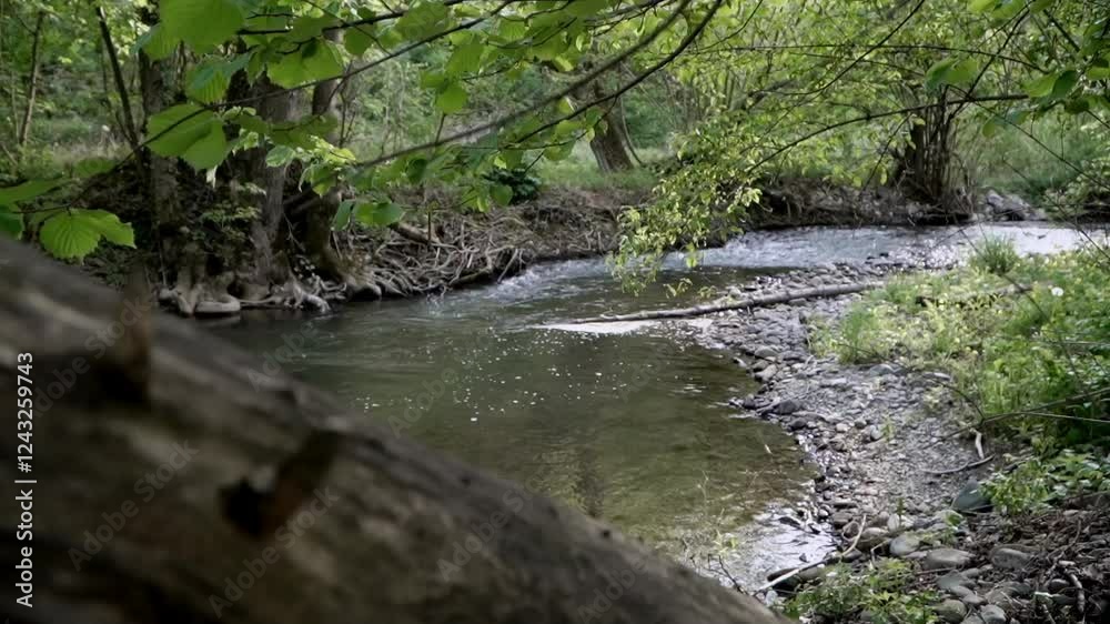Exploring a tranquil stream surrounded by lush greenery in a serene natural environment Exploring a tranquil stream surrounded by lush greenery in a serene natural environment