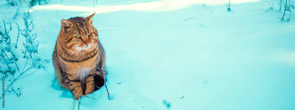 Cat sitting in the snow in the winter garden. Horizontal banner