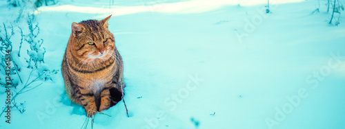 Obraz na płótnie Cat sitting in the snow in the winter garden. Horizontal banner w salonie
