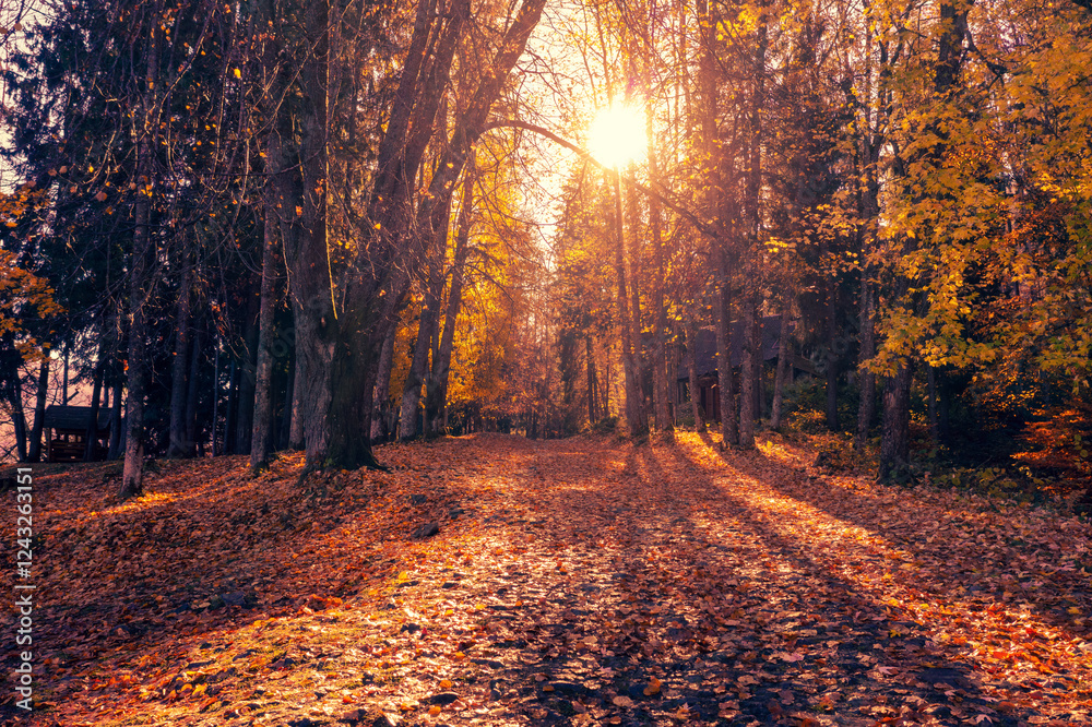 Autumn park on a sunny day. Alley covered with fallen leaves in the park
