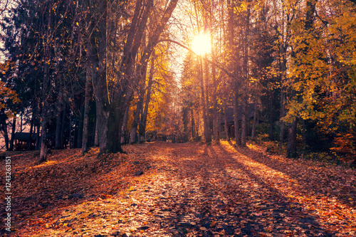 Obraz na płótnie Autumn park on a sunny day. Alley covered with fallen leaves in the park w salonie