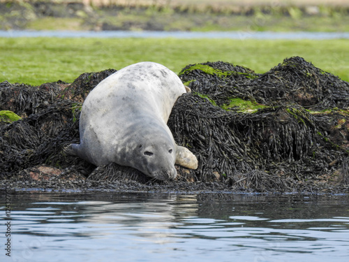 Sleepy seal resting by the lake, eyes half-closed in a peaceful pose. Captured in natural light, highlighting its whiskers and smooth fur. Perfect for wildlife, nature, and tranquility themes.