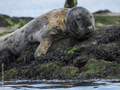 Sleepy seal resting by the lake, eyes half-closed in a peaceful pose. Captured in natural light, highlighting its whiskers and smooth fur. Perfect for wildlife, nature, and tranquility themes.