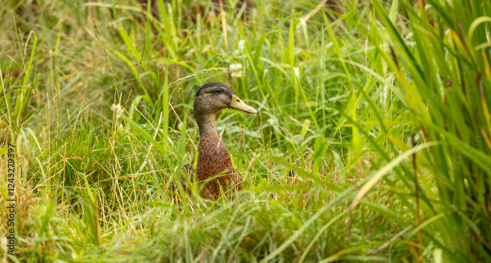 female mallard duck in grass female mallard duck in grass