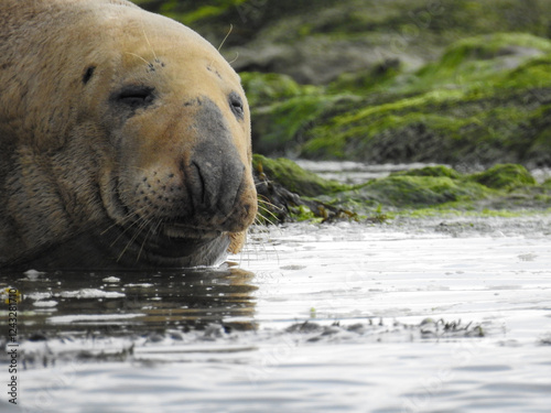 Sleepy seal resting by the lake, eyes half-closed in a peaceful pose. Captured in natural light, highlighting its whiskers and smooth fur. Perfect for wildlife, nature, and tranquility themes.