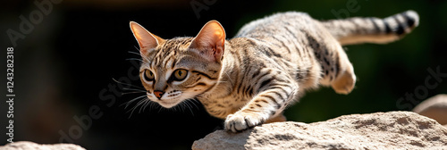 African Wildcat Kitten in Motion photo