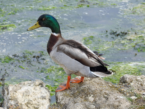 Duck perched on a rock by the lake, gazing over the calm water. Captured in natural light, highlighting its detailed feathers and serene setting. Perfect for wildlife and nature themes.