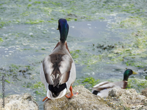 Duck perched on a rock by the lake, gazing over the calm water. Captured in natural light, highlighting its detailed feathers and serene setting. Perfect for wildlife and nature themes.