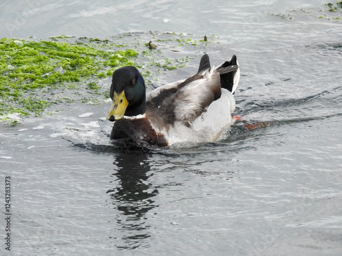 Duck swimming toward the camera on a calm lake, captured in a semi-close-up. The water reflects soft natural light, highlighting the bird's detailed feathers. Perfect for wildlife and nature themes.