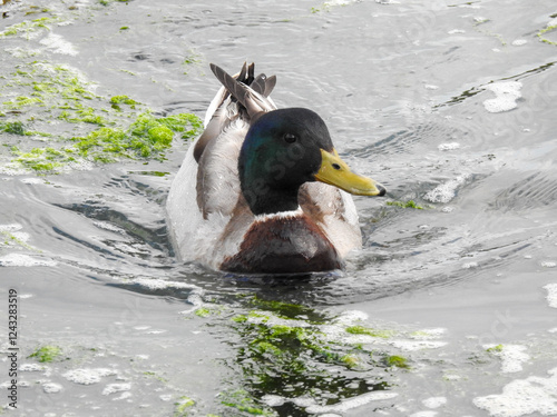 Duck swimming toward the camera on a calm lake, captured in a semi-close-up. The water reflects soft natural light, highlighting the bird's detailed feathers. Perfect for wildlife and nature themes.