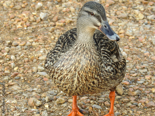 Duck standing on gravel, showcasing detailed feathers and natural colors. Captured in soft light, highlighting texture and contrast. Ideal for wildlife, nature, and outdoor themes.